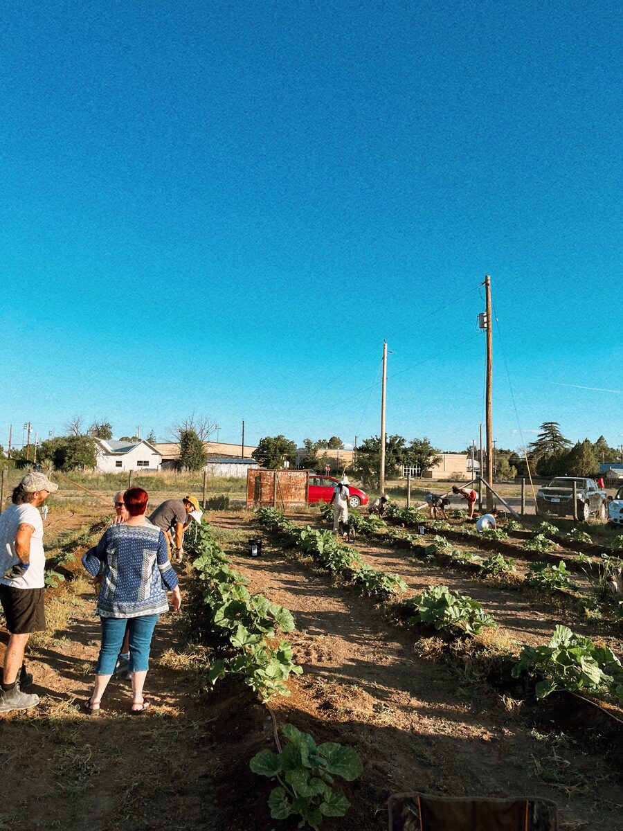 Neighbors of all ages spread across the garden rows at golden hour, weeding, talking, and tending young pumpkin plants.
