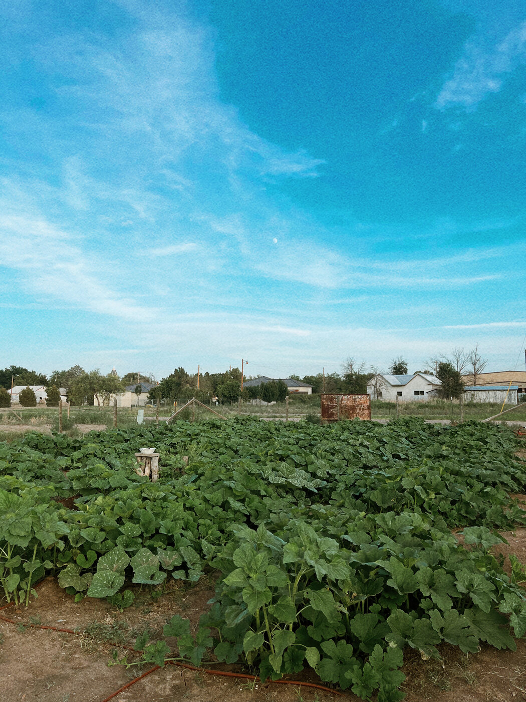 The full pumpkin patch in leaf, a sea of green vines beneath a wide turquoise West Texas sky with a faint daytime moon.