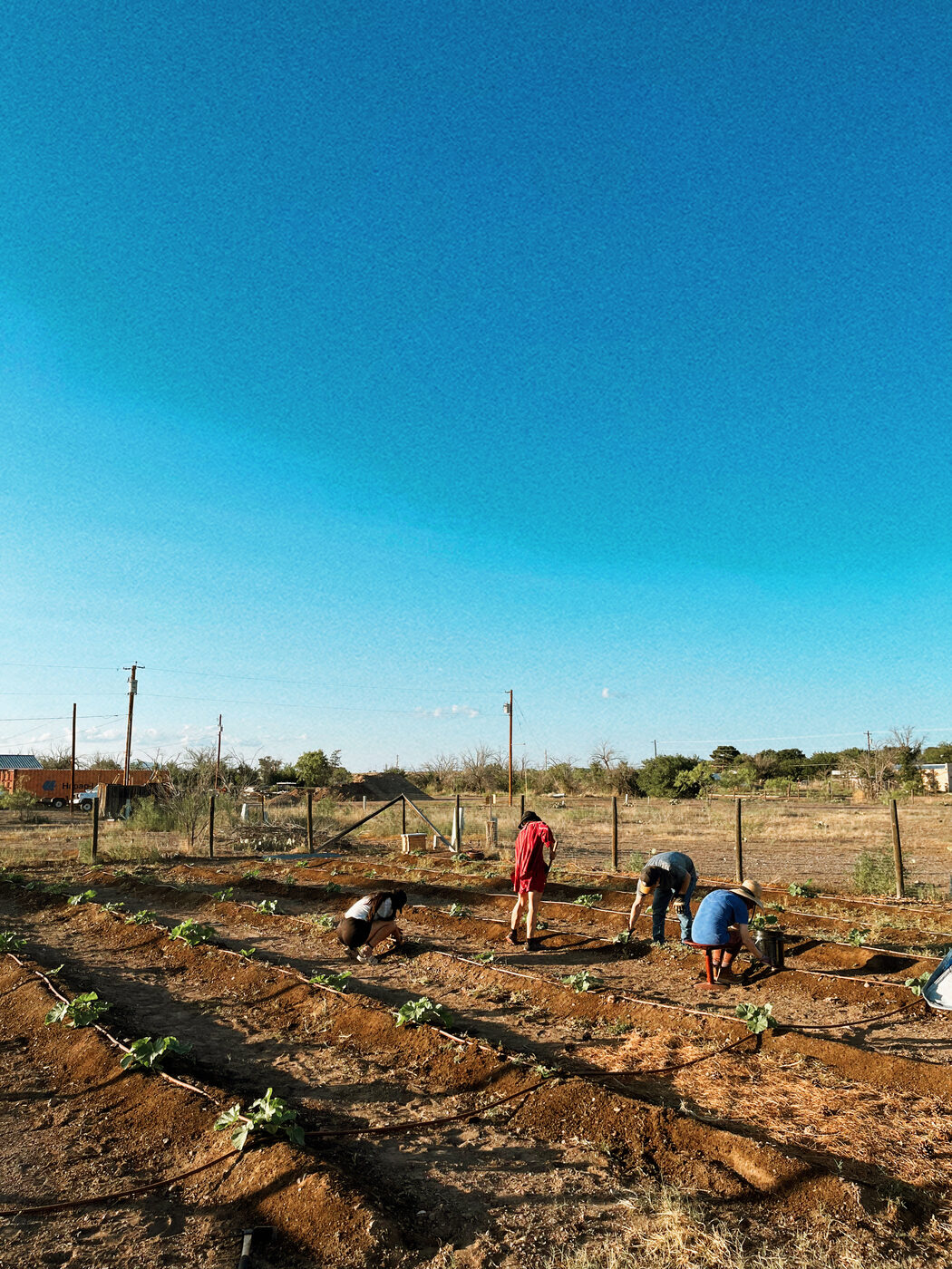 Four neighbors kneeling and bending over rows of young pumpkin seedlings in the Wagon Wheel Pumpkin Patch, under a deep blue Marfa sky.