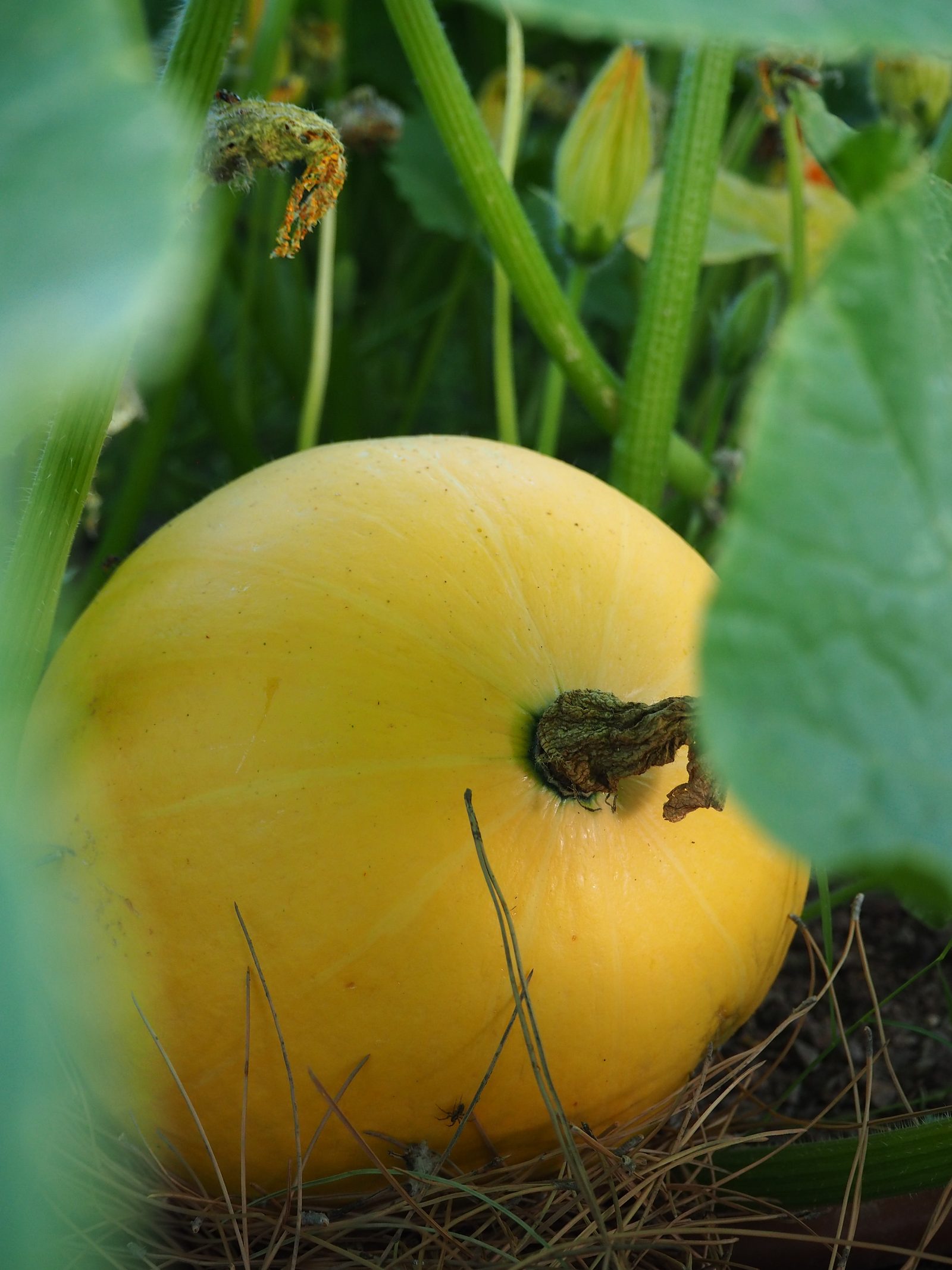 A pale yellow pumpkin ripening on the vine in the Wagon Wheel Pumpkin Patch, tucked low among broad green leaves with a squash blossom opening behind it.