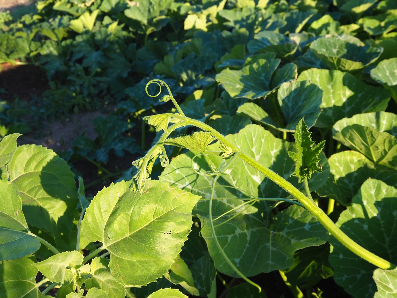 A pumpkin vine arcing over the patch in low sun, its curling tendrils and a new leaf unfurling above dense rows of broad green leaves.