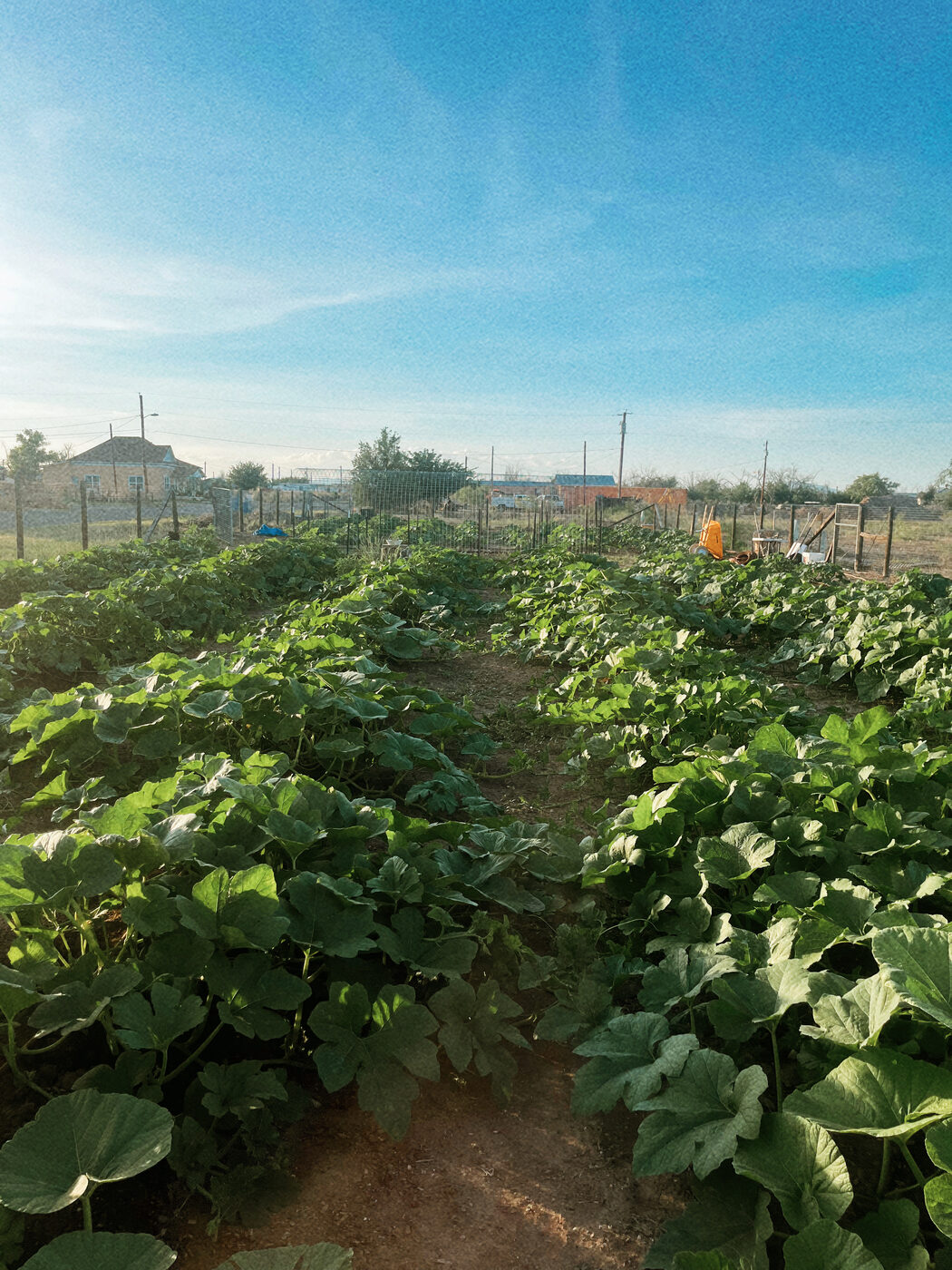 Dense rows of broad pumpkin leaves filling the patch, with a dirt path running through the vines in early morning light.